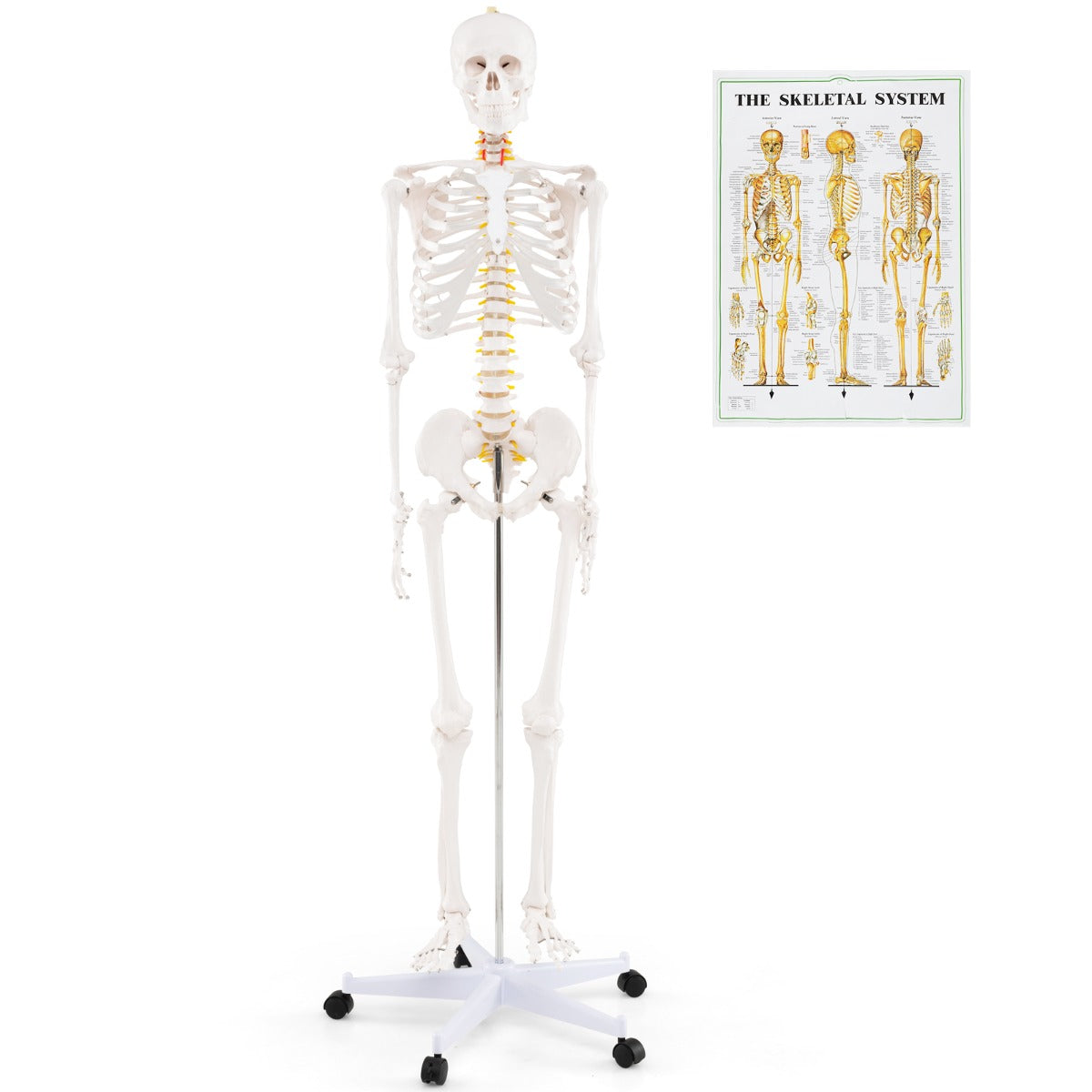 180cm Life Size Human Skeleton Model with Rolling Stand