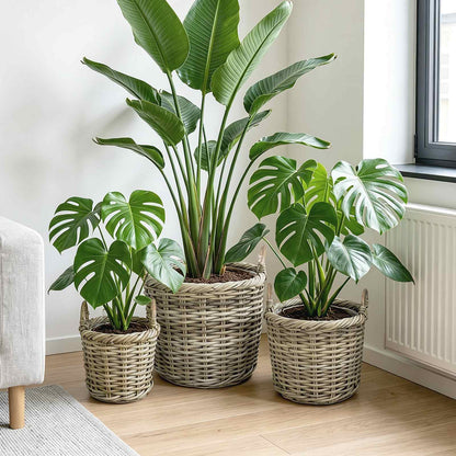 Planter Basket GENDT 3 pcs Natural Kubu Rattan Grey