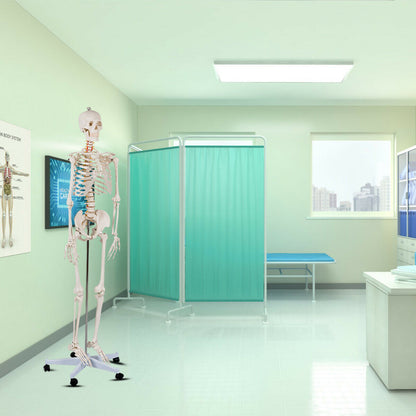 180cm Life Size Human Skeleton Model with Rolling Stand